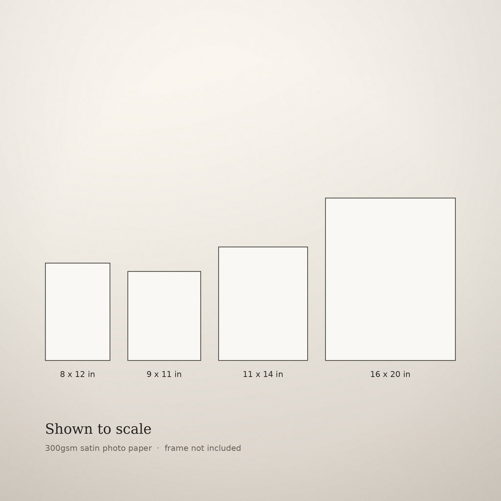 Size guide showing the four portrait sizes drawn to scale: 8 x 12, 9 x 11, 11 x 14 and 16 x 20 inches